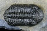 Austerops Trilobite - Nice Eye Facets #174733-2
